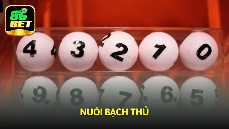 Nuôi bạch thủ