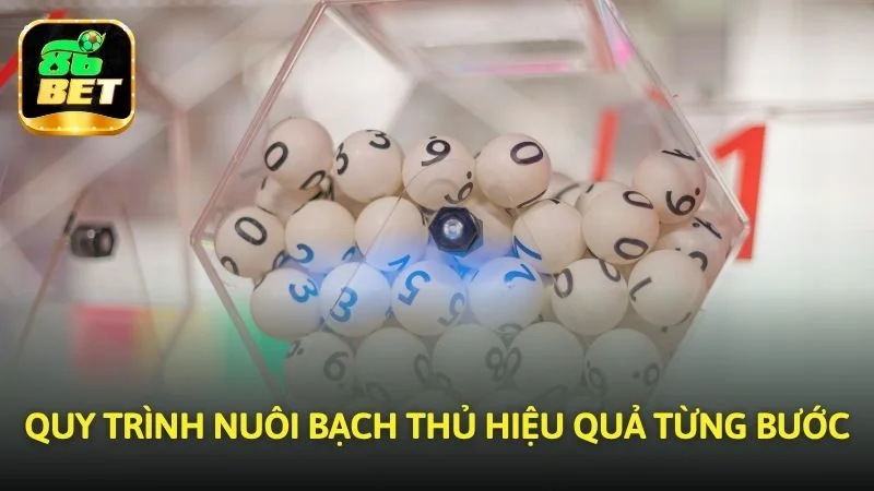 Quy trình Nuôi bạch thủ hiệu quả từng bước